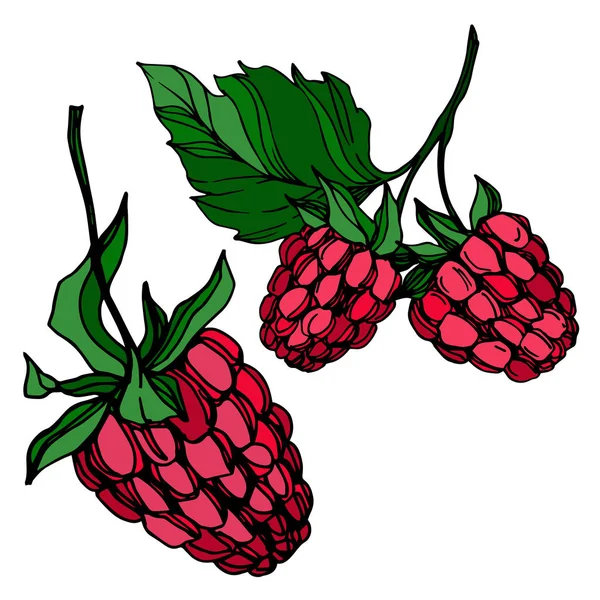 Vektor Raspberry makanan sehat berry elemen terisolasi segar. Seni tinta yang diukir hitam dan putih . - Stok Vektor