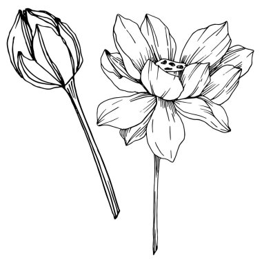 Vektör Lotus çiçek botanik çiçekler. Siyah ve beyaz oyulmuş mürekkep sanatı. İzole lotus illüstrasyon elemanı.
