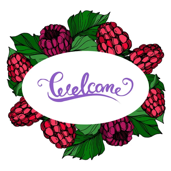Vektör Ahududu sağlıklı gıda taze berry izole. Siyah ve beyaz oyulmuş mürekkep sanatı. Çerçeve kenarlık süs karesi.