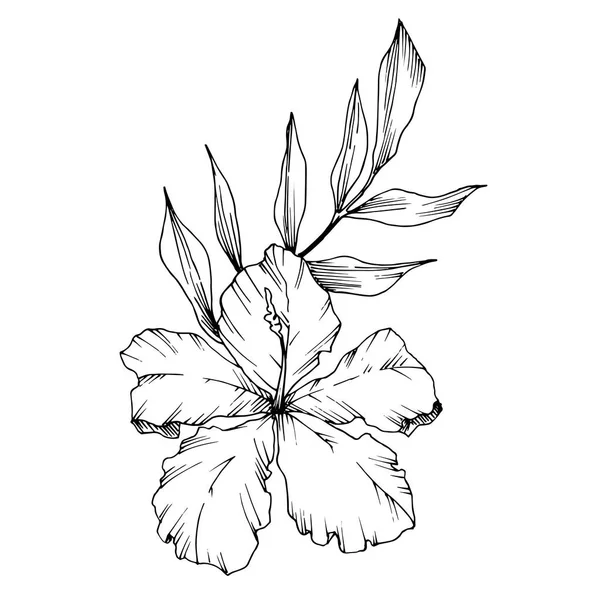 Vektor Tropical bunga dan daun terisolasi. Seni tinta berukiran hitam dan putih. Unsur ilustrasi tanaman yang terisolasi . - Stok Vektor