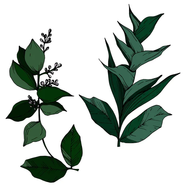 Vector Flores tropicales y hojas aisladas. Tinta grabada en blanco y negro. Elemento de ilustración de plantas aisladas . — Archivo Imágenes Vectoriales