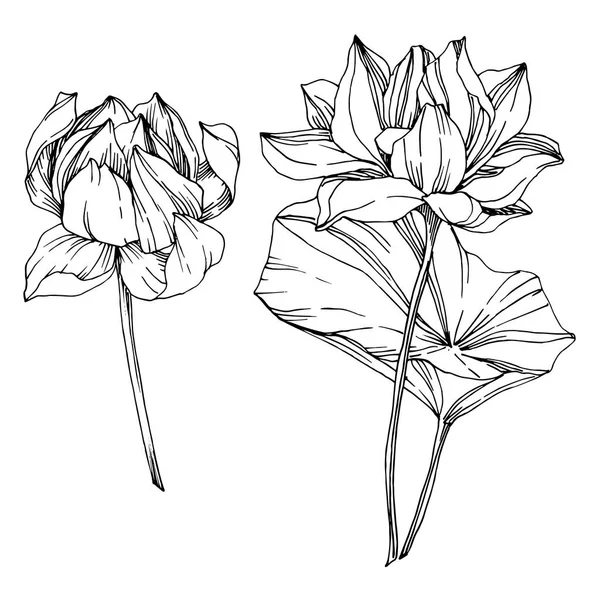 Vector Lotus flores botánicas florales. Tinta grabada en blanco y negro. Elemento de ilustración de loto aislado . — Archivo Imágenes Vectoriales