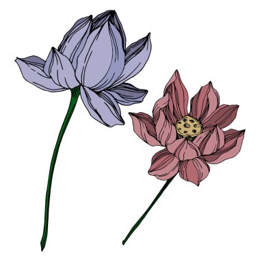 Vektör Lotus çiçek botanik çiçekler. Siyah ve beyaz oyulmuş mürekkep sanatı. İzole lotus illüstrasyon elemanı.