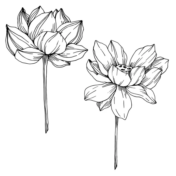 Vector Lotus flores botânicas florais. Tinta gravada a preto e branco. Elemento de ilustração de lótus isolado . — Vetor de Stock