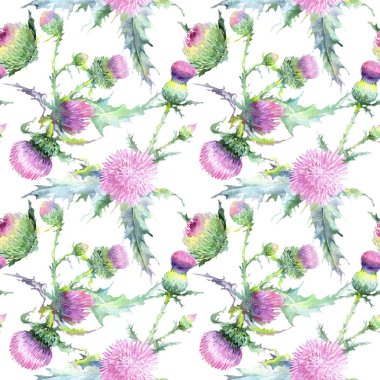 Pembe devedikeni çiçek botanik çiçekleri. Suluboya arka plan illüstrasyon seti. Kesintisiz arka plan deseni.