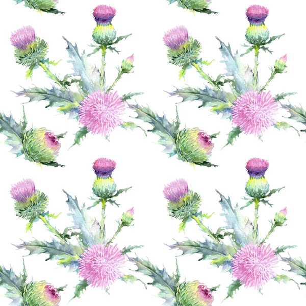 Cardo rosado flores botánicas florales. Conjunto de ilustración de fondo acuarela. Patrón de fondo sin costuras . —  Fotos de Stock