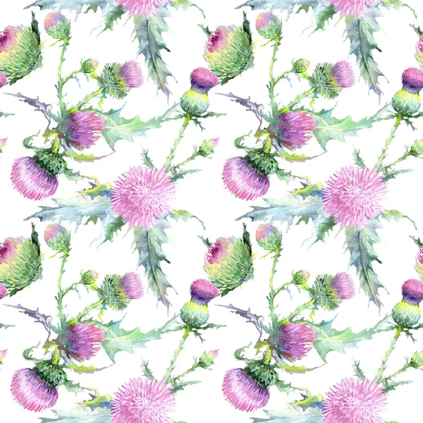 Pembe devedikeni çiçek botanik çiçekleri. Suluboya arka plan illüstrasyon seti. Kesintisiz arka plan deseni.