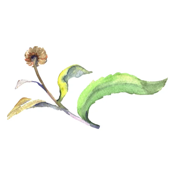 Stokrotka kwiatowy kwiatów botanicznych. Akwarela zestaw ilustracji tła. Izolowane stokrotka ilustracji element. — Zdjęcie stockowe