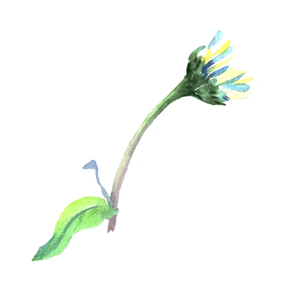 Daisy Floral botanische bloemen. Aquarel achtergrond illustratie instellen. Geïsoleerde Daisy illustratie element. — Stockfoto