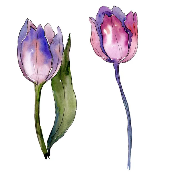 Purple tulip floral botanical flowers. Watercolor background illustration set. Isolated tulips illustration element. — Stock Photo, Image