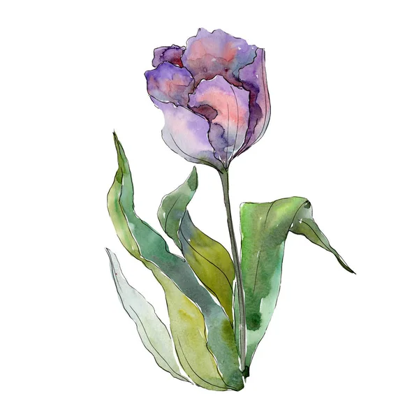 Fialový Tulipán květinové botanické květy. Vodný obrázek pozadí-barevný. Izolované tulipány prvek ilustrace. — Stock fotografie