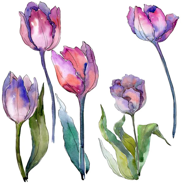 Purple tulip floral botanical flowers. Watercolor background illustration set. Isolated tulips illustration element. — Stock Photo, Image