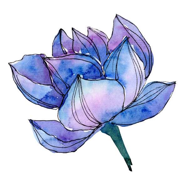 Niebieski Lotos kwiatowy kwiatów botanicznych. Akwarela zestaw ilustracji tła. Element ilustrowany lotosu na białym tle. — Zdjęcie stockowe