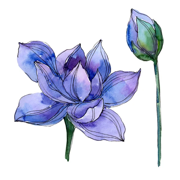 Flores botânicas florais de lótus azul. Conjunto de ilustração de fundo aquarela. Elemento de ilustração de lótus isolado . — Fotografia de Stock
