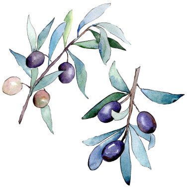 Siyah meyveli zeytin dalı. Suluboya arka plan illüstrasyon seti. İzole zeytin illüstrasyon elemanı.