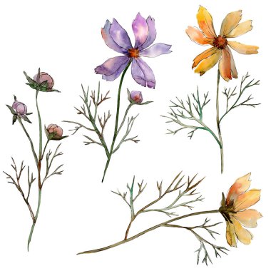 Cosmos çiçek çiçek botanik çiçekler. Suluboya arka plan illüstrasyon seti. İzole çiçek illüstrasyon elemanı.