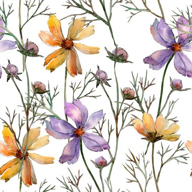 Cosmos çiçek çiçek botanik çiçekler. Suluboya arka plan illüstrasyon seti. Kesintisiz arka plan deseni.