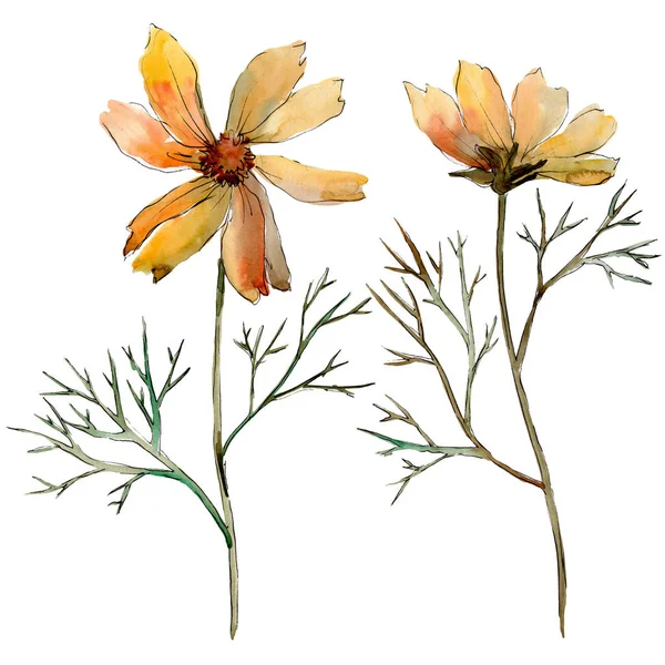 Cosmos çiçek çiçek botanik çiçekler. Suluboya arka plan illüstrasyon seti. İzole çiçek illüstrasyon elemanı.