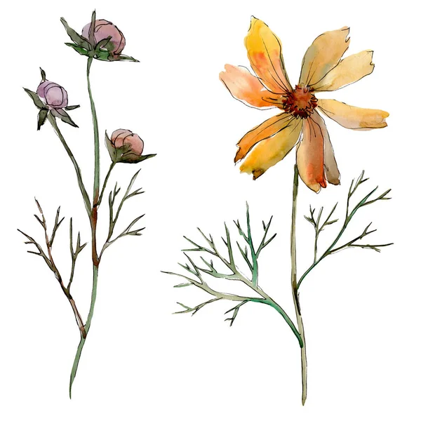 Cosmos çiçek çiçek botanik çiçekler. Suluboya arka plan illüstrasyon seti. İzole çiçek illüstrasyon elemanı.