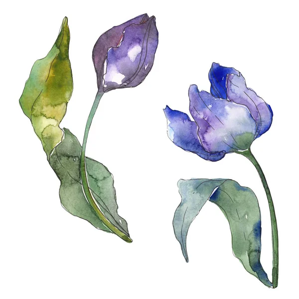 Purpurowy tulipan kwiatowy kwiatów botanicznych. Akwarela zestaw ilustracji tła. Tulipanów izolowany element ilustracji. — Zdjęcie stockowe