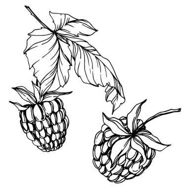 Vektör Ahududu sağlıklı gıda taze berry izole eleman. Siyah beyaz oyulmuş mürekkep sanatı.