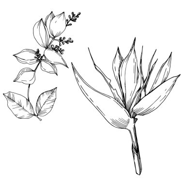 Vektör Tropikal çiçekler ve izole yaprakları. Siyah ve beyaz oyulmuş mürekkep sanatı. İzole bitki illüstrasyon elemanı.