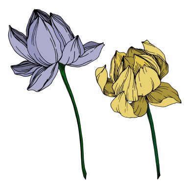 Vektör Lotus çiçek botanik çiçekler. Siyah ve beyaz oyulmuş mürekkep sanatı. İzole lotus illüstrasyon elemanı.