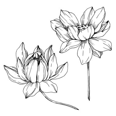 Vektör Lotus çiçek botanik çiçekler. Siyah ve beyaz oyulmuş mürekkep sanatı. İzole lotus illüstrasyon elemanı.