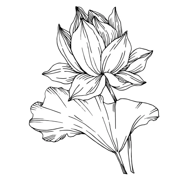 Vector Lotus flores botánicas florales. Tinta grabada en blanco y negro. Elemento de ilustración de loto aislado . — Vector de stock