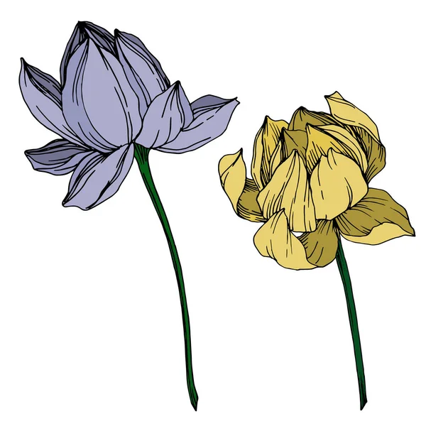 Fiori botanici floreali del Vettore Lotus. Inchiostro inciso in bianco e nero art. Elemento di illustrazione del loto isolato . — Vettoriale Stock