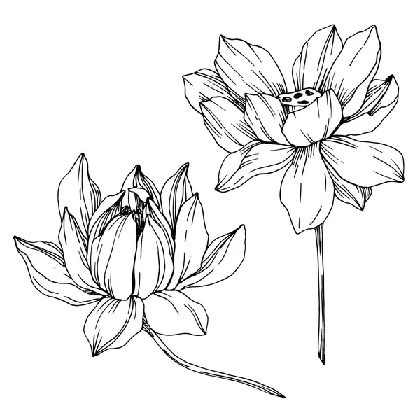 Vector Lotus flores botánicas florales. Tinta grabada en blanco y negro. Elemento de ilustración de loto aislado . — Archivo Imágenes Vectoriales