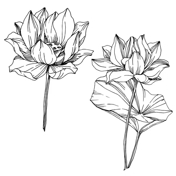 矢量莲花植物花。黑白雕刻水墨艺术。隔离的莲花插图元件. — 图库矢量图片