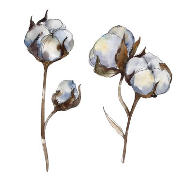 Beyaz pamuk çiçek botanik çiçekler. Suluboya arka plan illüstrasyon seti. İzole pamuk illüstrasyon elemanı.