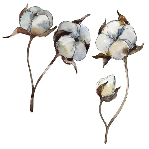 白い綿の花の植物の花。●水彩背景イラストセット。絶縁コットンイラスト要素. — ストック写真