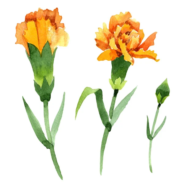 黄色のダイアンサス花植物の花。水彩画の背景セット。分離されたダイアンサスイラスト要素. — ストック写真