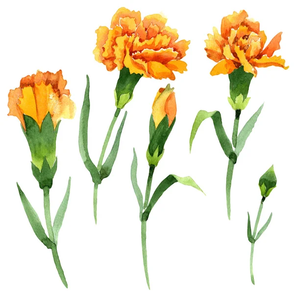 Sarı dianthus çiçek botanik çiçekler. Suluboya arka plan seti. İzole dianthus illüstrasyon öğesi.