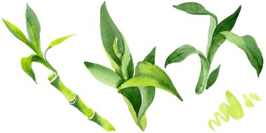 Bambu yeşil yaprakları. Suluboya arka plan illüstrasyon küme. İzole bambu illüstrasyon öğesi.
