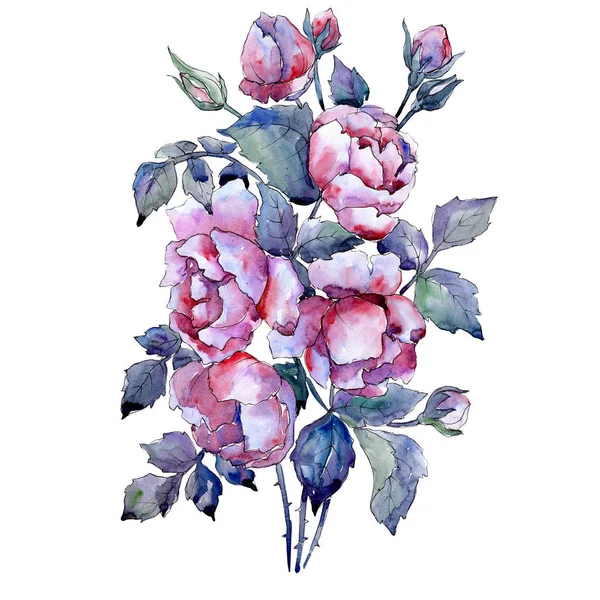 Rosa viola fiori botanici floreali. Set sfondo acquerello. Elemento di illustrazione bouquet isolato . — Foto Stock