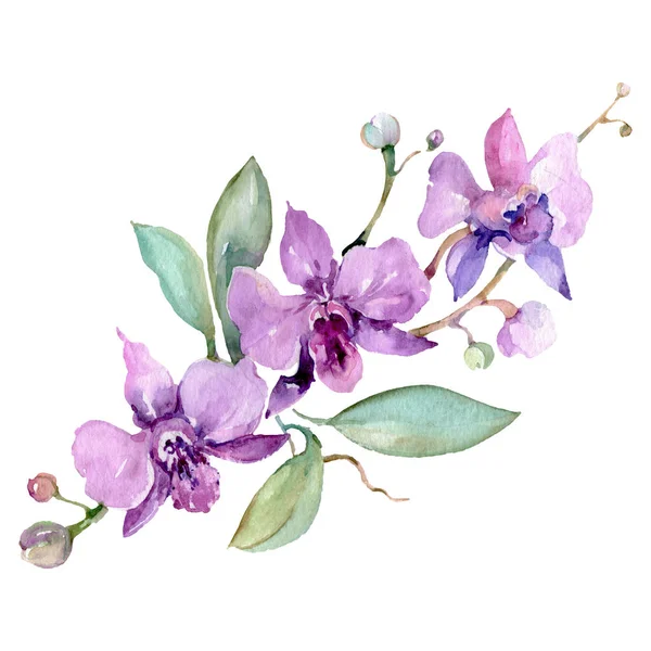 Menekşe orkide buketi çiçek botanik çiçekleri. Suluboya arka plan seti. İzole orkide illüstrasyon elemanı.