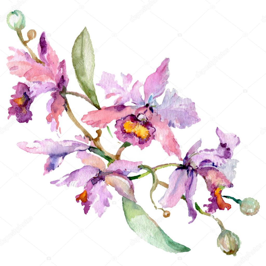 Purple orchid bouquet floral botanical flowers. Watercolor background set. Isolated orchids illustration element.