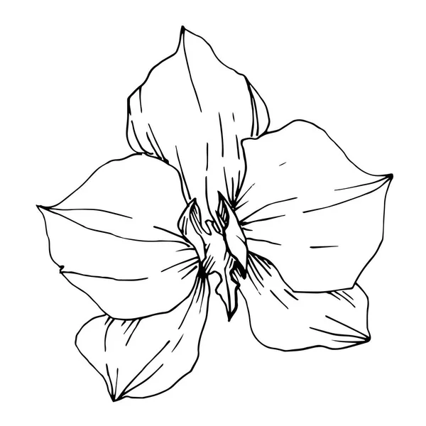 Το διάνυσμα τροπικά λουλούδια και φύλλα απομονωμένα. Μαύρο και άσπρο χαραγμένο μελάνι τέχνης. Μεμονωμένο στοιχείο απεικόνισης φυτών. — Διανυσματικό Αρχείο