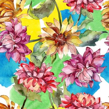 Mishaelmas papatya çiçek botanik çiçekler. Suluboya arka plan illüstrasyon seti. Kesintisiz arka plan deseni.