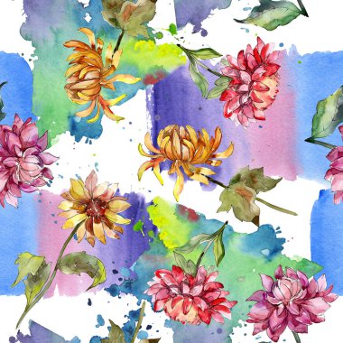 Mishaelmas papatya çiçek botanik çiçekler. Suluboya arka plan illüstrasyon seti. Kesintisiz arka plan deseni.