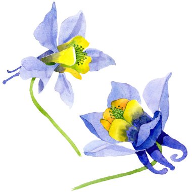 Mavi sarı brugmansia çiçek botanik çiçekler. Suluboya arka plan seti. İzole brugmansia illüstrasyon elemanı.