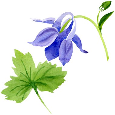 Mavi sarı brugmansia çiçek botanik çiçekler. Suluboya arka plan seti. İzole brugmansia illüstrasyon elemanı.