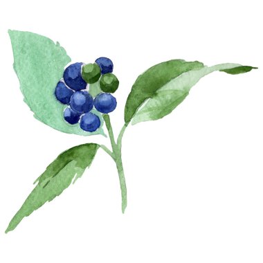 Lantana çiçek botanik çiçekleri. Suluboya arka plan illüstrasyon seti. İzole lantana illüstrasyon elemanı.