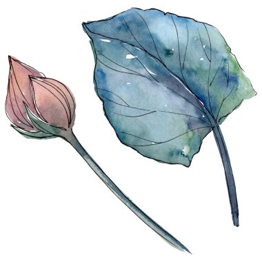 Lotus çiçek botanik çiçekler. Suluboya arka plan illüstrasyon seti. İzole lotus illüstrasyon elemanı.