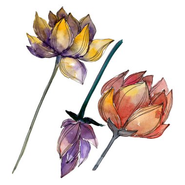 Lotus çiçek botanik çiçekler. Suluboya arka plan illüstrasyon seti. İzole lotus illüstrasyon elemanı.