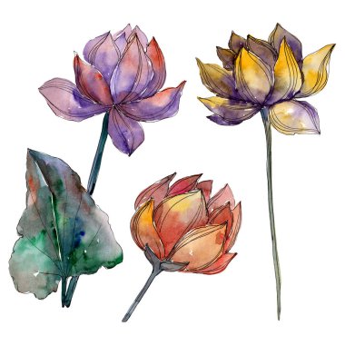 Lotus çiçek botanik çiçekler. Suluboya arka plan illüstrasyon seti. İzole lotus illüstrasyon elemanı.