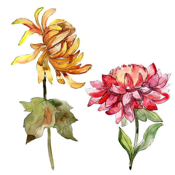 ミシャエルマスデイジーフローラル植物の花。水彩画の背景セット。分離されたアスターイラスト要素. — ストック写真